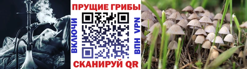 хочу   Гусь-Хрустальный  Галлюциногенные грибы Magic Shrooms 